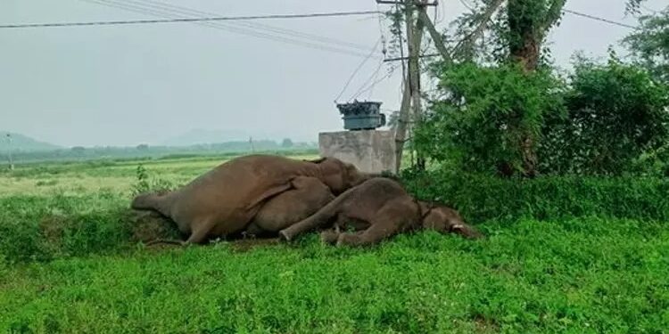 Elephant