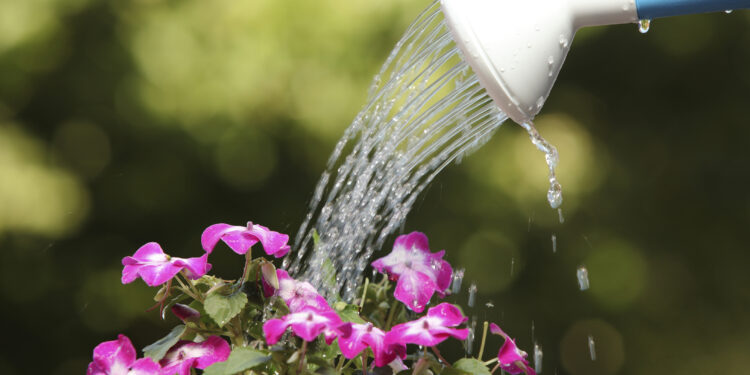 Water can watering a flower plant
