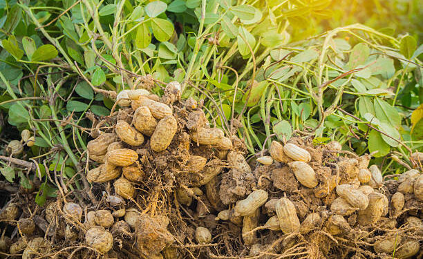fresh peanuts plants with roots.