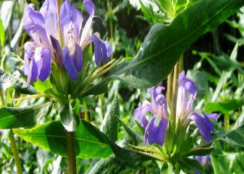 Health Benefits of Neer Mulli