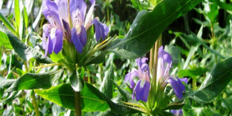 Health Benefits of Neer Mulli