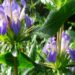 Health Benefits of Neer Mulli
